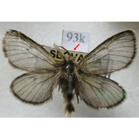 Penthophera morio (Linnaeus, 1767) Zasmutka morio Slovakia93k